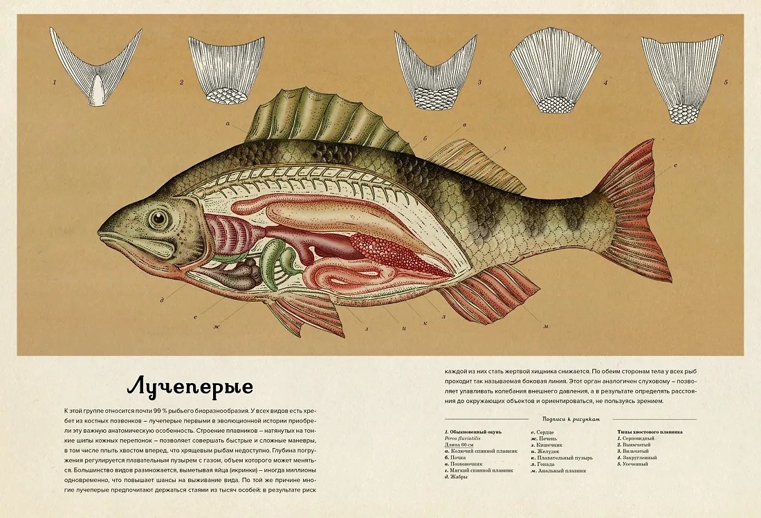 Изображение товара 5