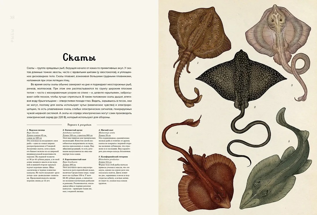 Изображение товара 4