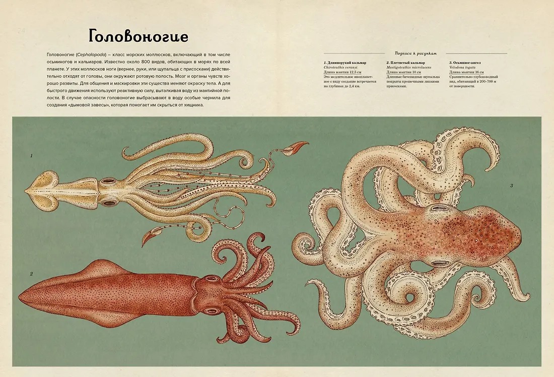 Изображение товара 2