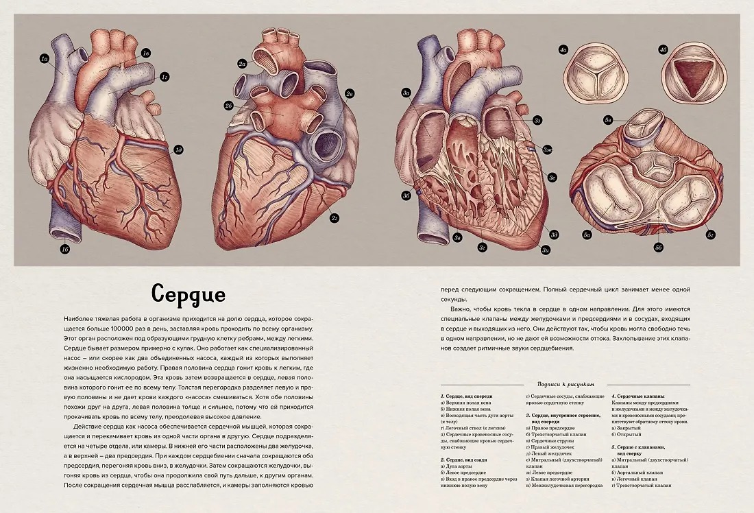 Изображение товара 5