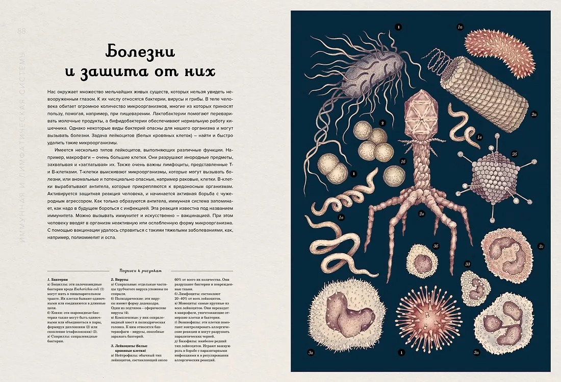 Изображение товара 8