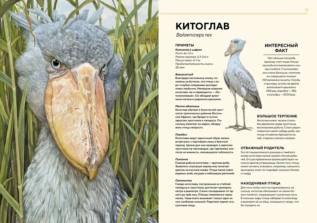 Изображение товара 5