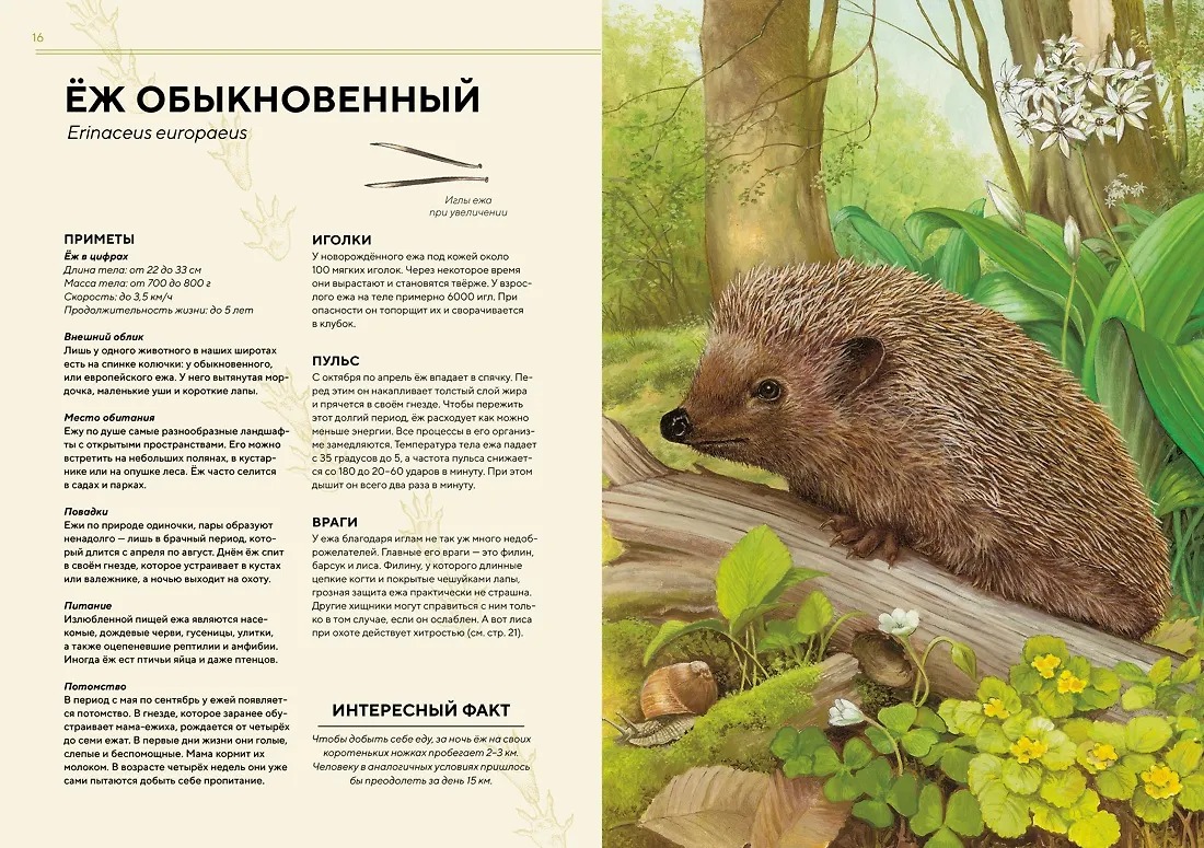 Изображение товара 5