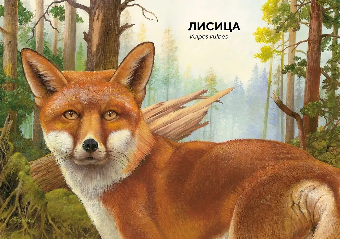 Изображение товара 6