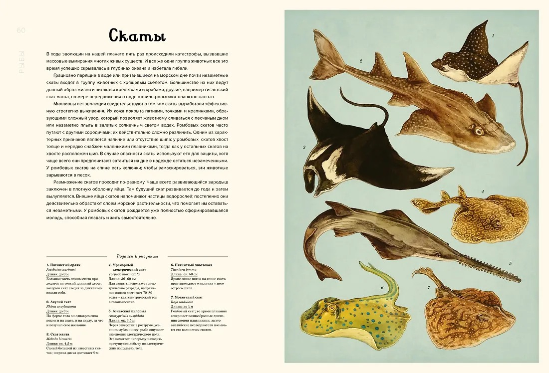 Изображение товара 7