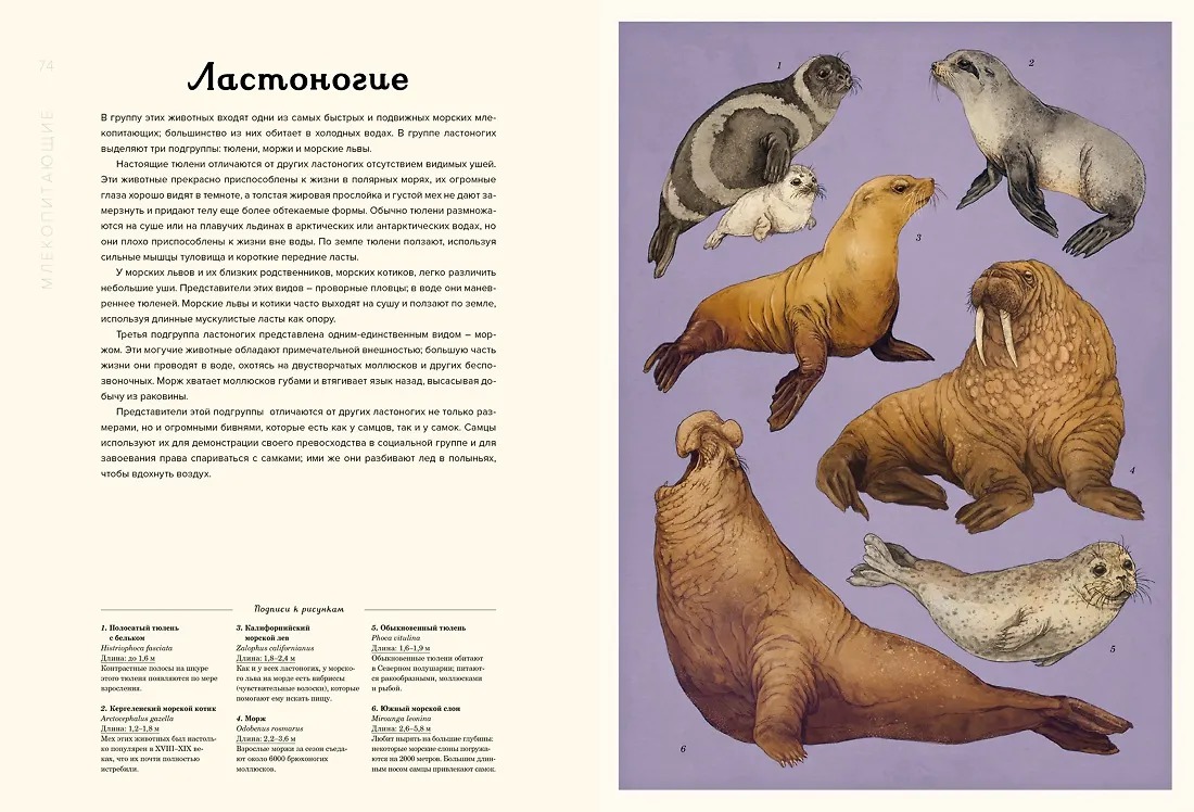 Изображение товара 5