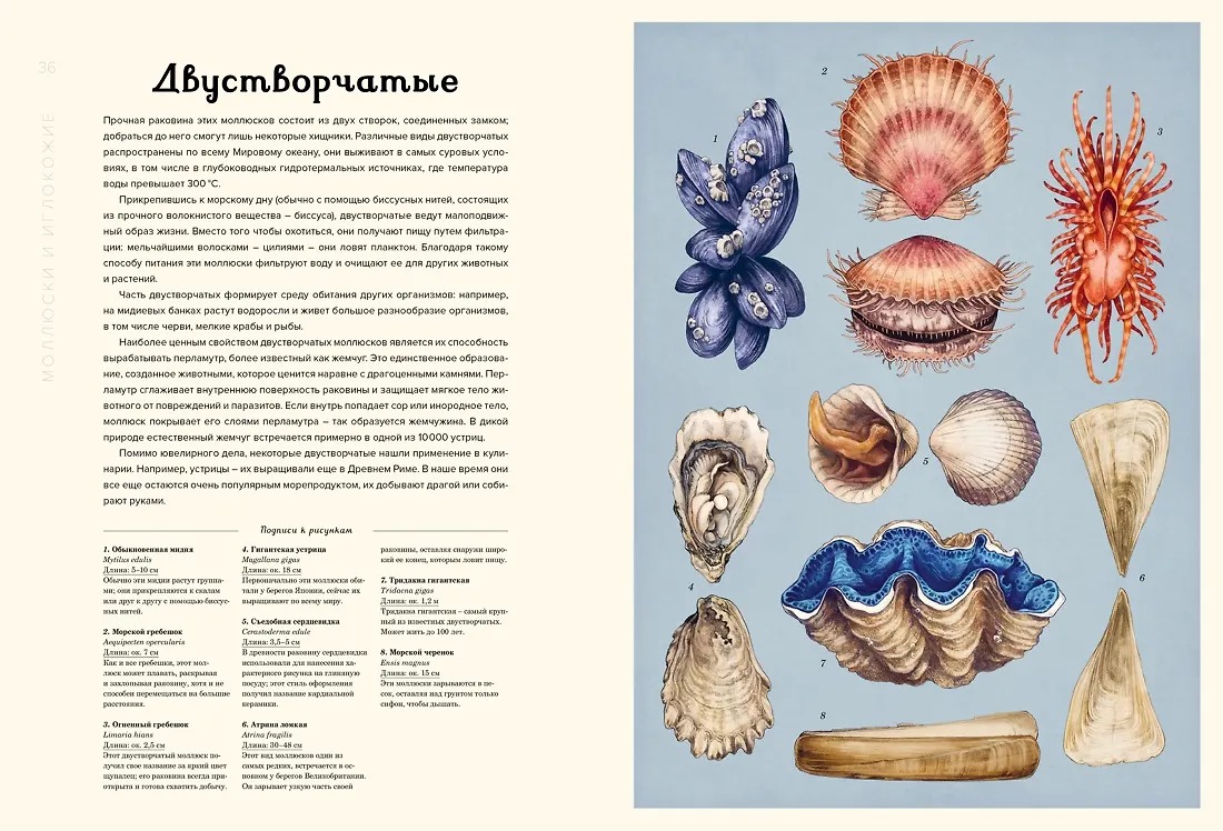 Изображение товара 8