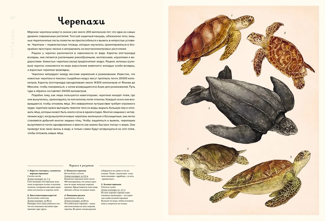 Изображение товара 3