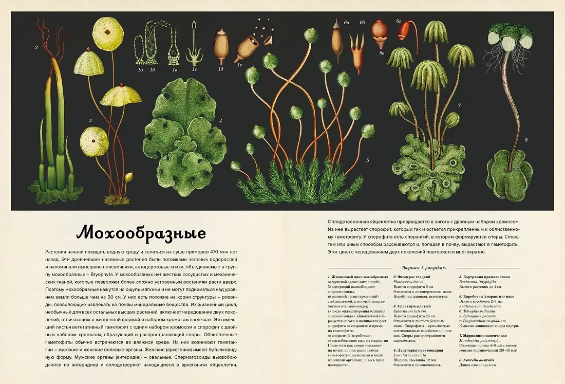 Изображение товара 6