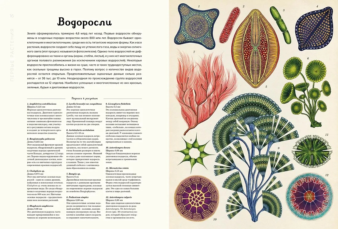 Изображение товара 5