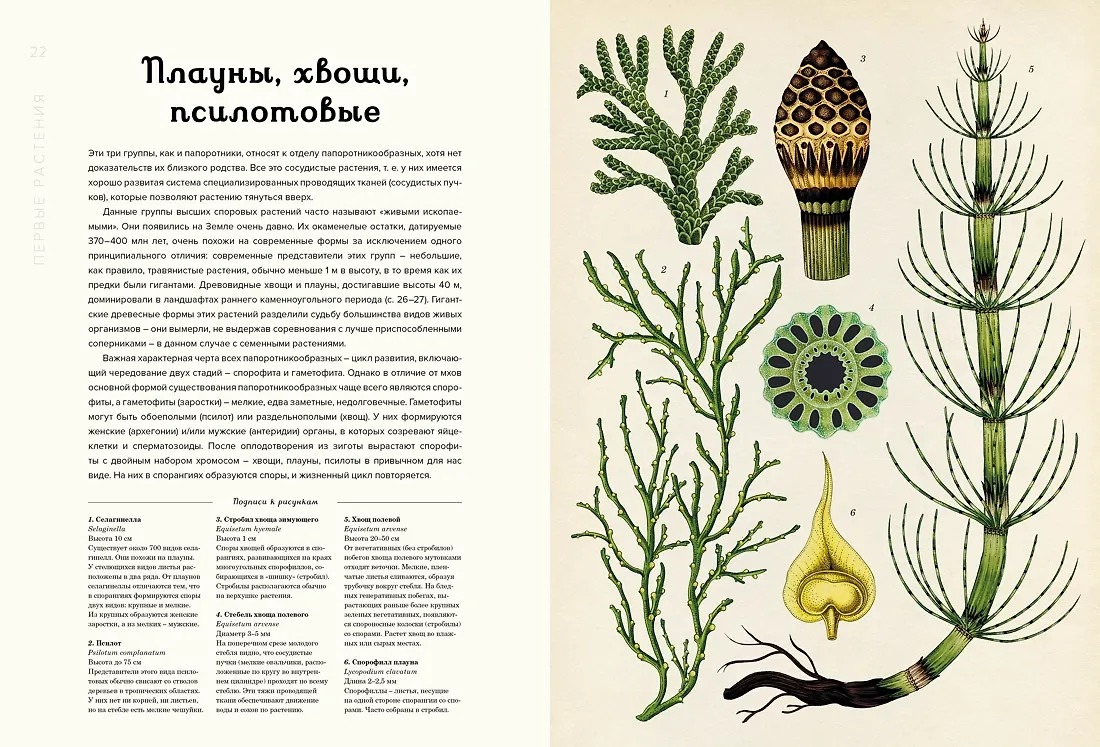 Изображение товара 7