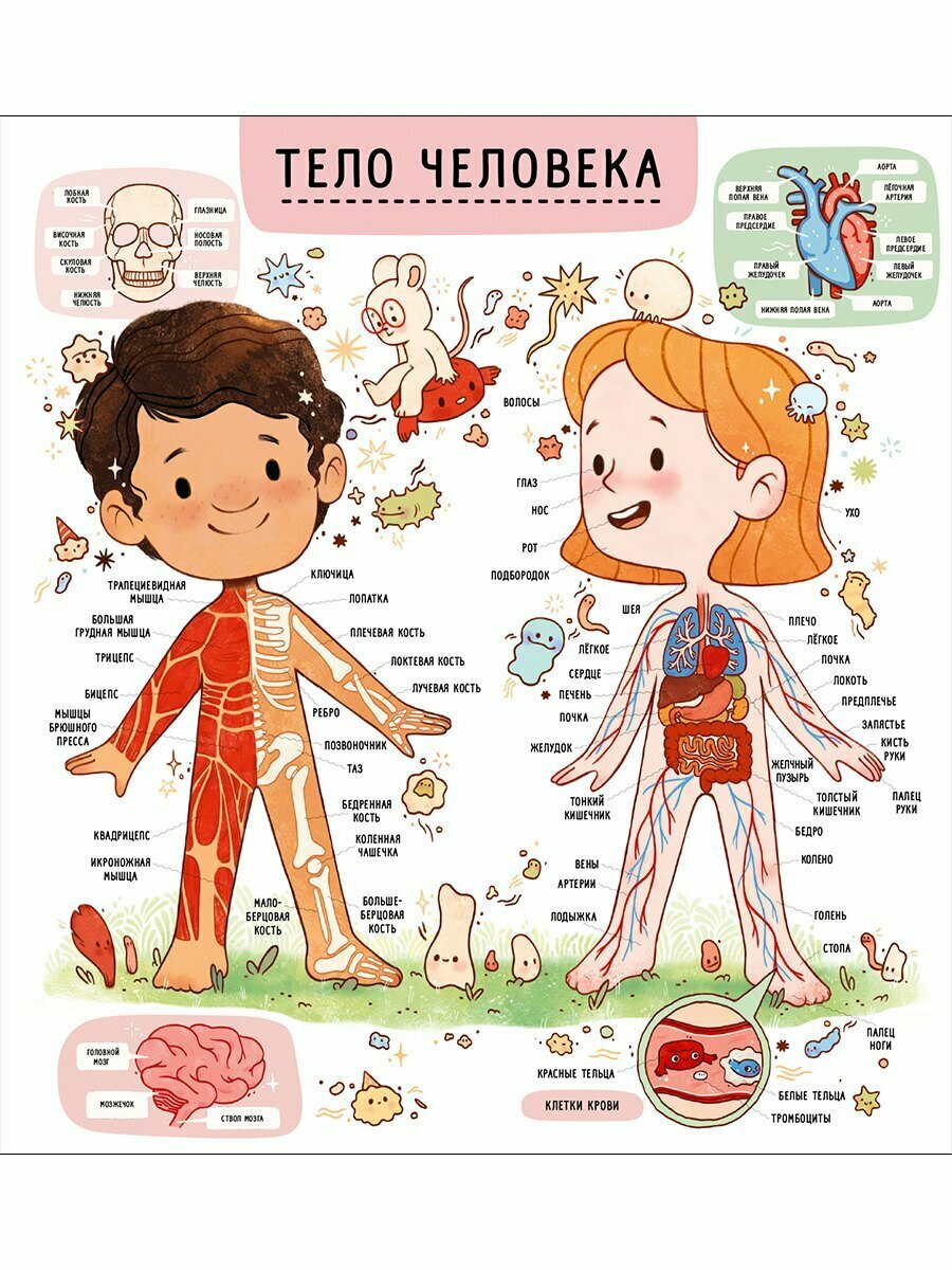 Книга с секретами. Секреты тела человека Издательство Робинс вид 2